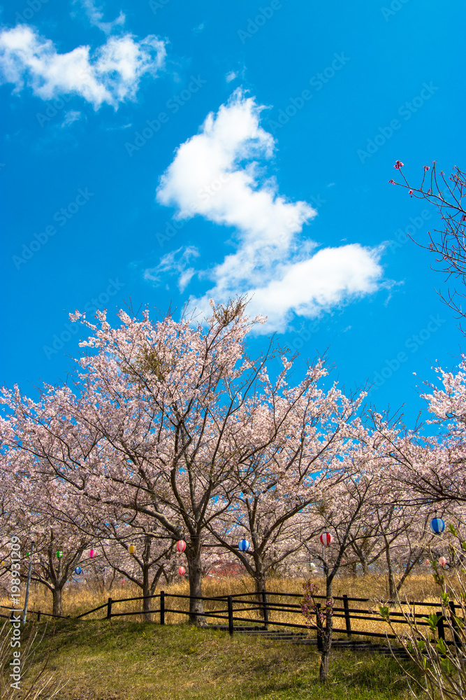 Cherry blossom of Nagara dam in Chiba prefecture Cherry blossom of Nagara dam in Chiba prefecture