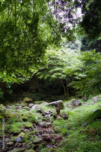 Akame 48 Waterfalls  Mystic scenery with giant trees   huge moss covered rock formations  untouched nature  lush green vegetation  cascading waterfalls   natural pools in rural Japan near Osaka