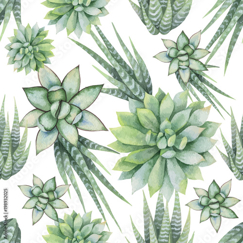 Naklejka Akwarela wektor wzór kaktusów i sukulentów na białym tle.