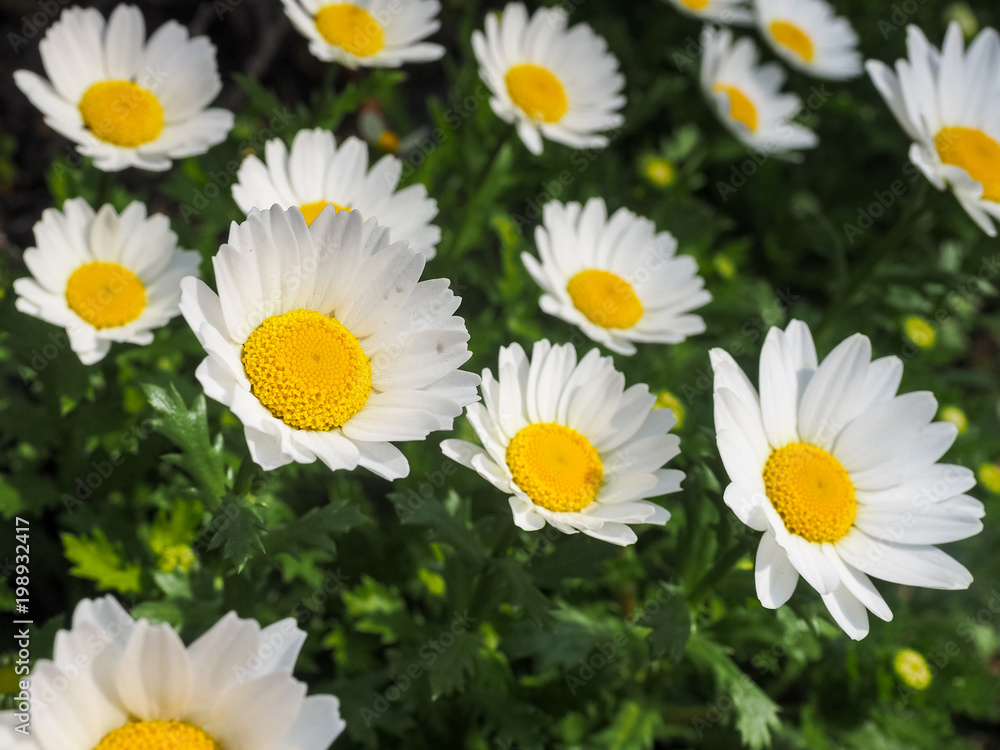 Obraz premium White daisy flowers in the garden