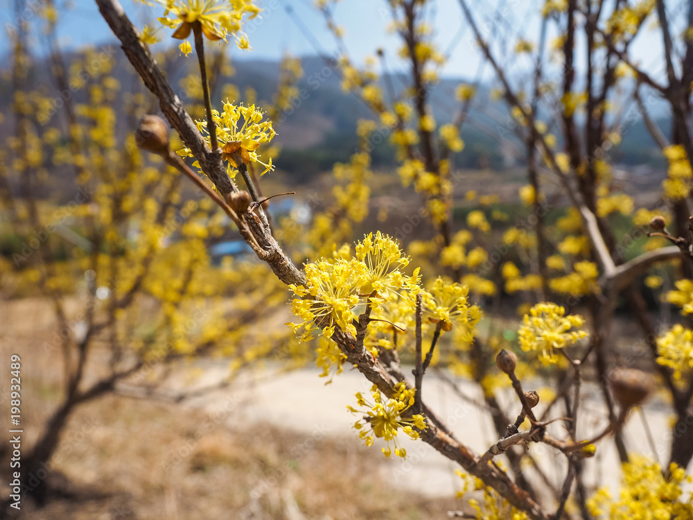 Cornus officinalis flowers on the tree Cornus officinalis flowers on the tree
