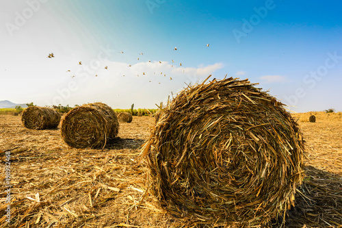 Sugarcane harvesting in Thailand