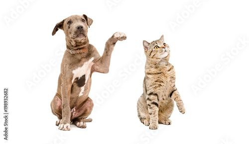 Funny curious puppy pit bull and  cat Scottish Straight  isolated on white background