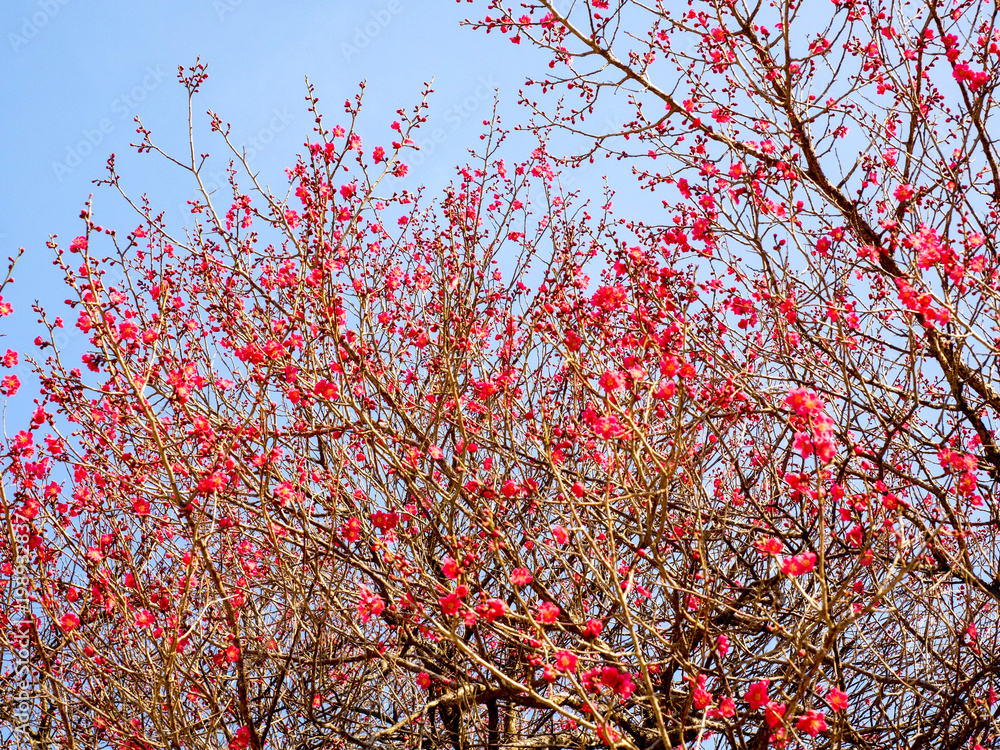 Red Japanese apricot blossoms in Gurye Hwaeomsa Temple Red Japanese apricot blossoms in Gurye Hwaeomsa Temple