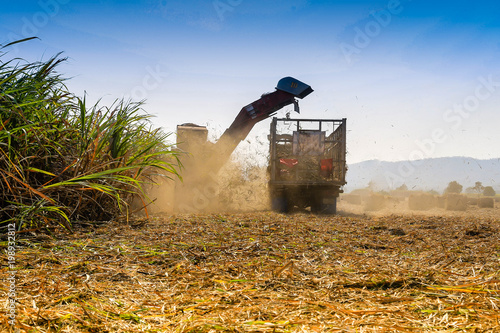 Sugarcane harvesting in Thailand
