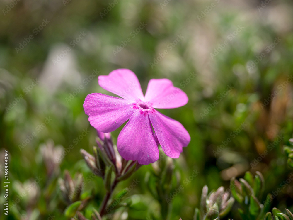 Pink flowers at the middle of sunny spring Pink flowers at the middle of sunny spring