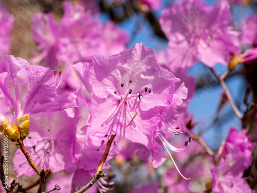 Rhododendron mucronulatum flowers at the middle of sunny spring photo