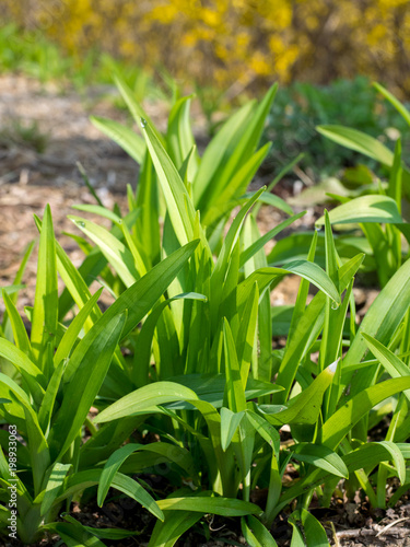 Fresh green grass at sunny spring