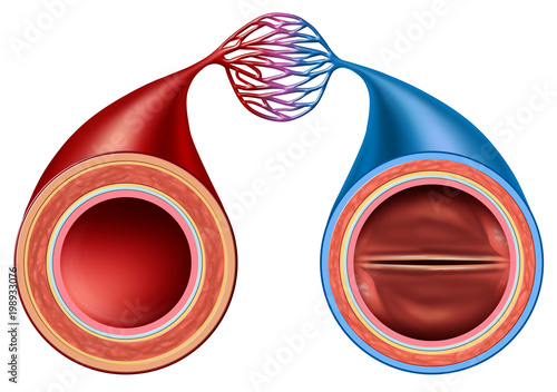 Photography Artery And Vein
