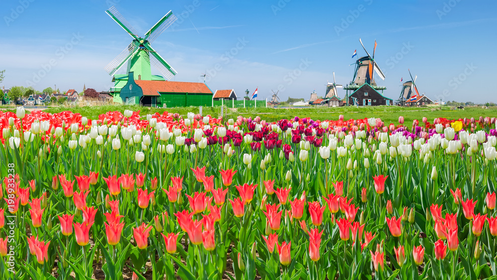 Windmills with tulips in ethnographic museum Zaanse Schans, Netherlands