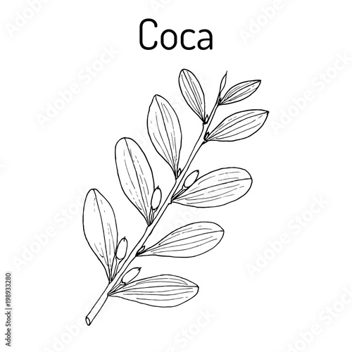 Erythroxylum coca. Vector illustration