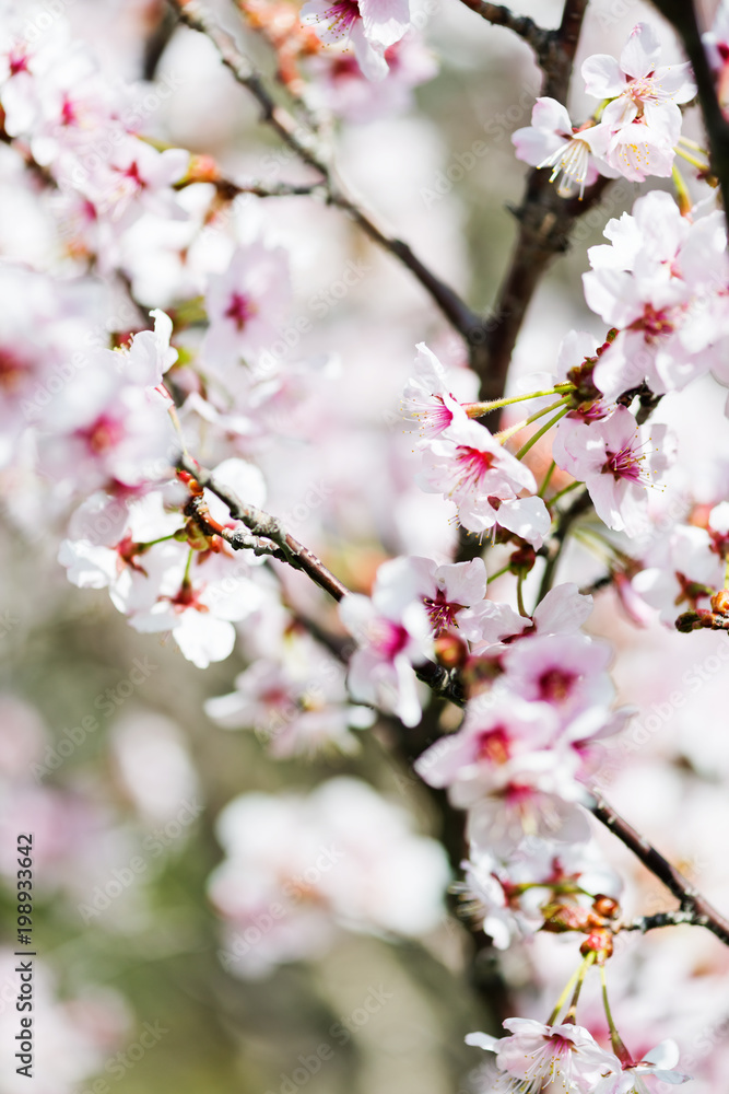 A blooming branch of apple tree in spring. A blooming branch of apple tree in spring.