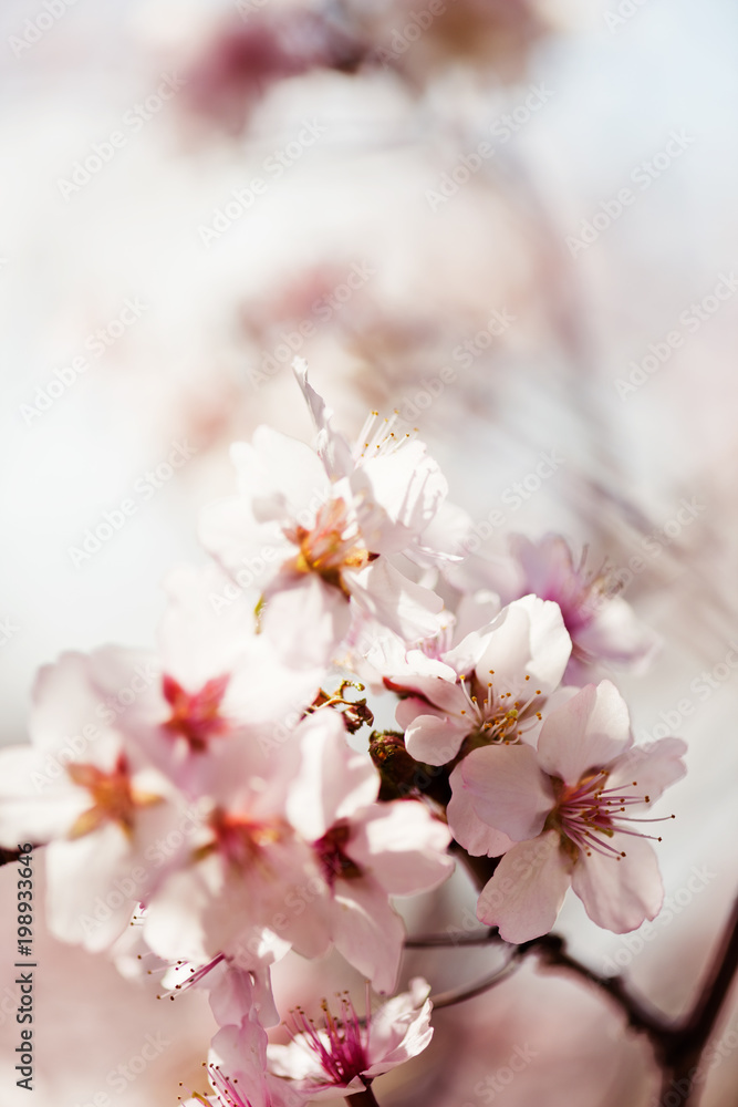 A blooming branch of apple tree in spring. A blooming branch of apple tree in spring.