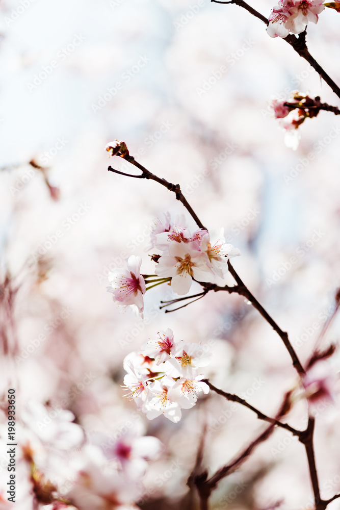 A blooming branch of apple tree in spring.