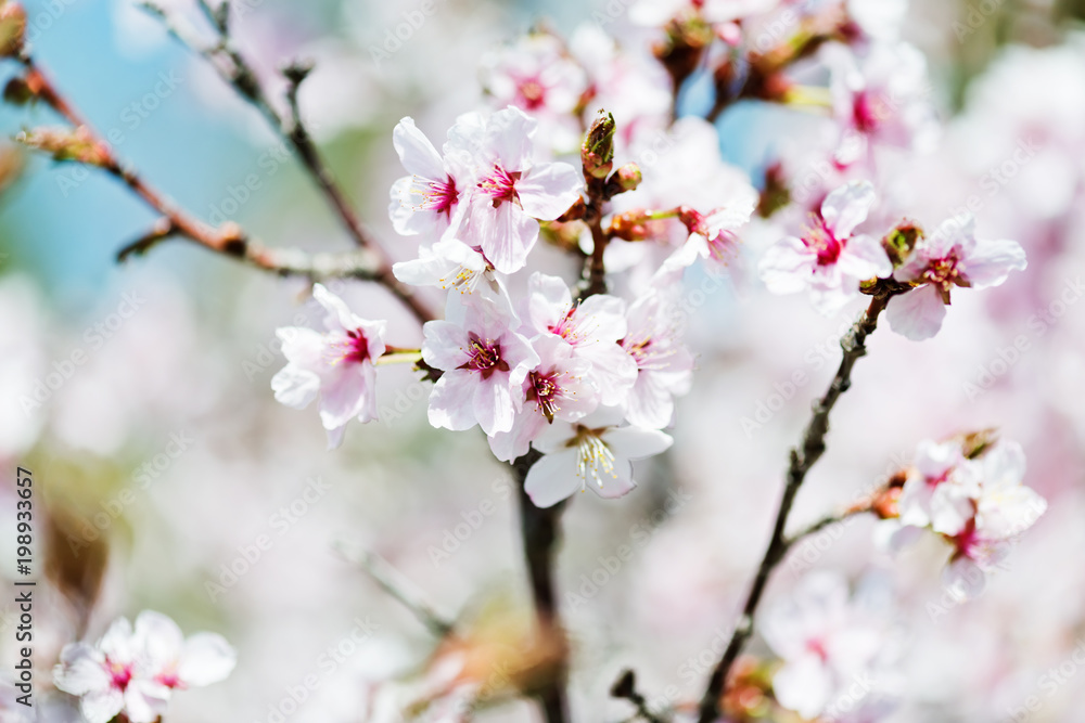 A blooming branch of apple tree in spring. A blooming branch of apple tree in spring.