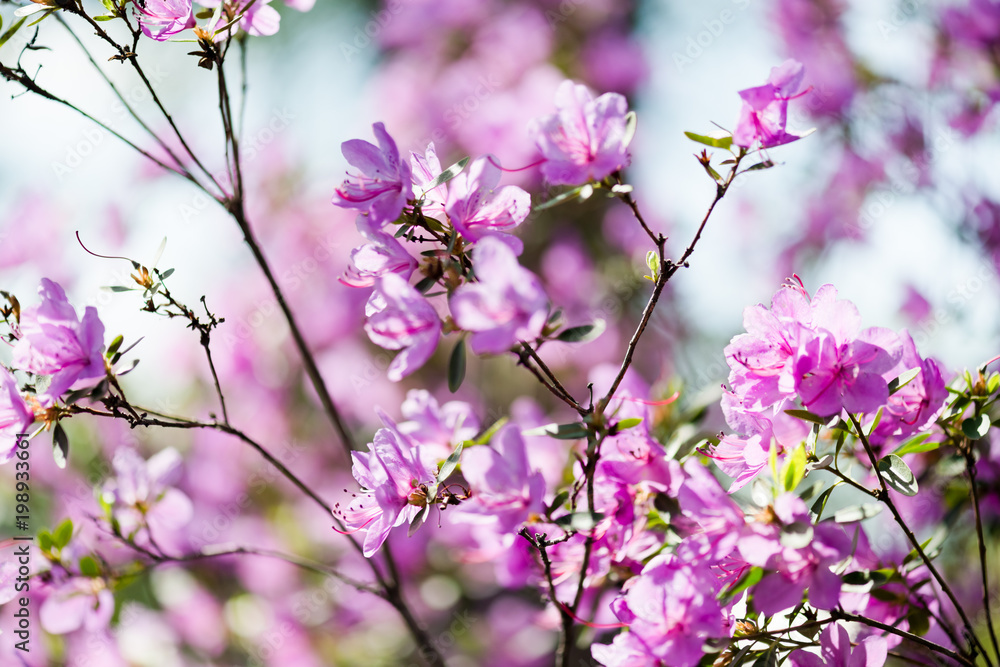 A blooming branch of apple tree in spring. A blooming branch of apple tree in spring.