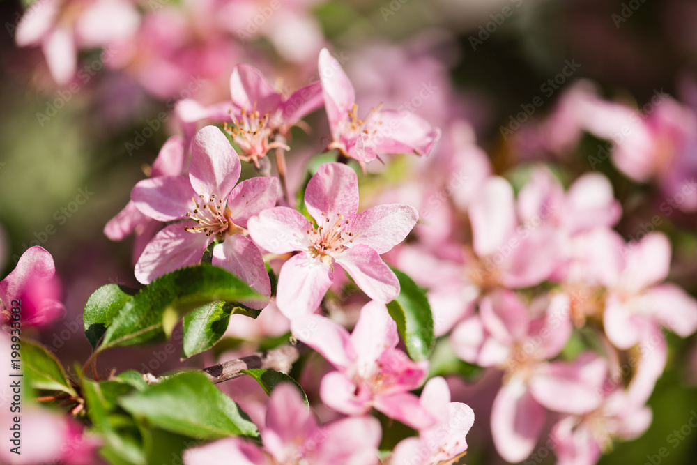 A blooming branch of apple tree in spring. A blooming branch of apple tree in spring.