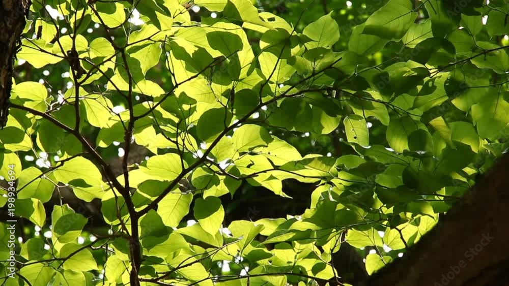 Trees in the forest with sunlight, chiangmai Thailand Trees in the forest with sunlight, chiangmai Thailand