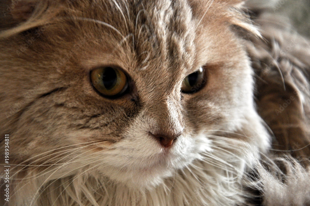 The look of a long-haired Scottish Fold