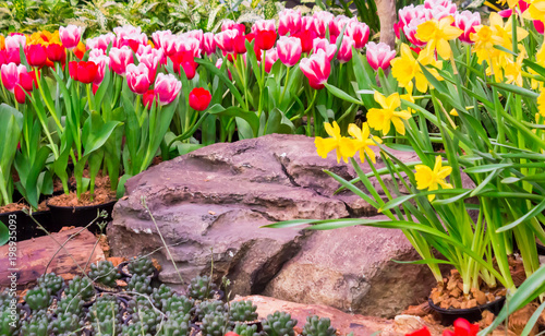 Colorful tulips and flowers blooming in cozy garden./ Variety of spring flowers and tulips blooming in beautiful cozy garden on summer. photo
