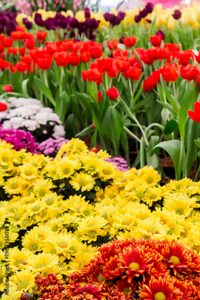 Colorful tulips and flowers blooming in cozy garden./ Variety of spring flowers and tulips blooming in beautiful cozy garden on summer.