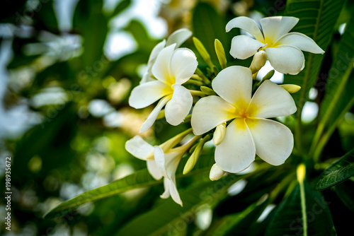 Plumeria flower on blurred leaves background