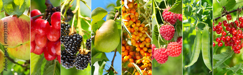 collage of various fruits and berries