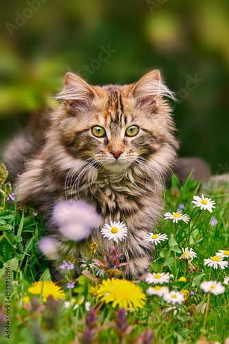A brown tabby Maine Coon kitten sitting in a flowery meadow 