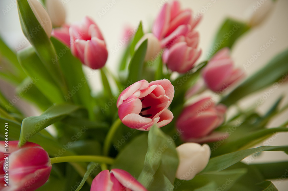 Fototapeta premium Tulpen