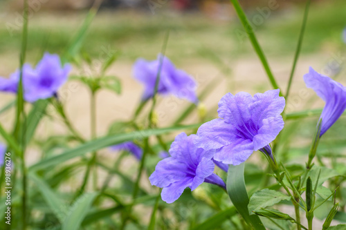 Blue flower on field with blur background