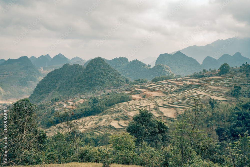 rice paddys fill this Vietnam scene