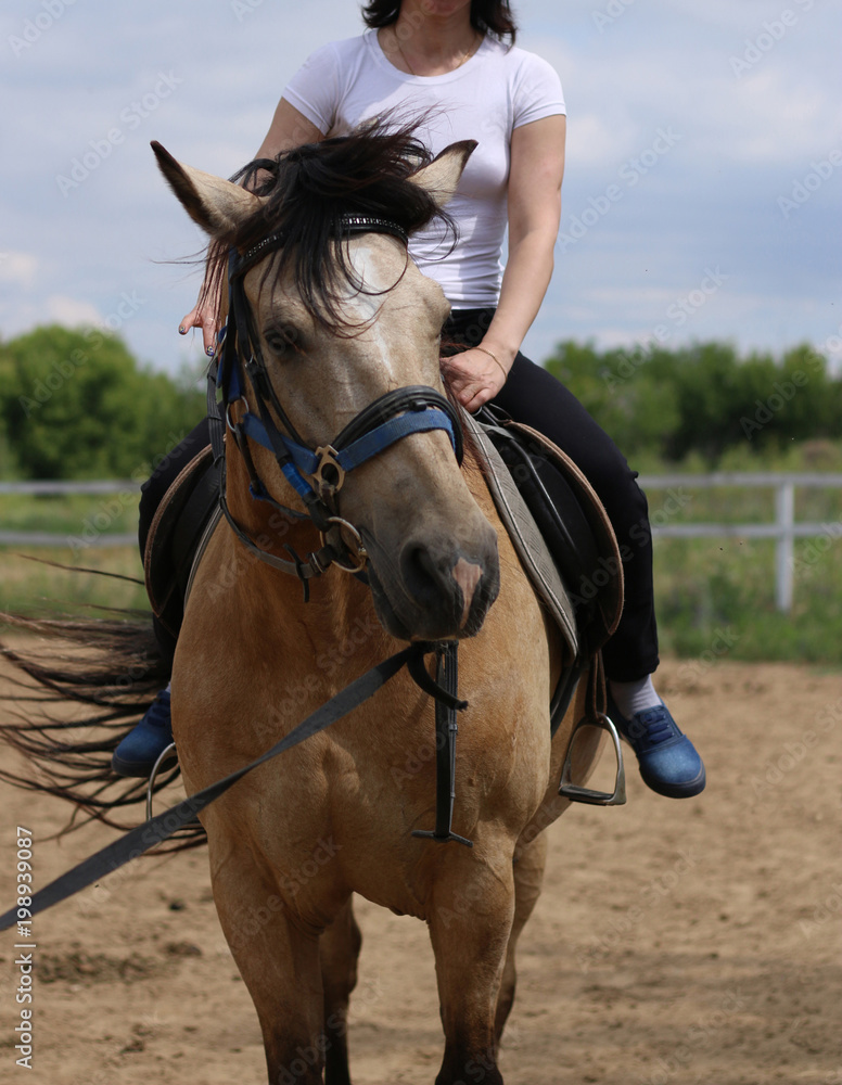 Obraz premium the girl is riding on a brown horse