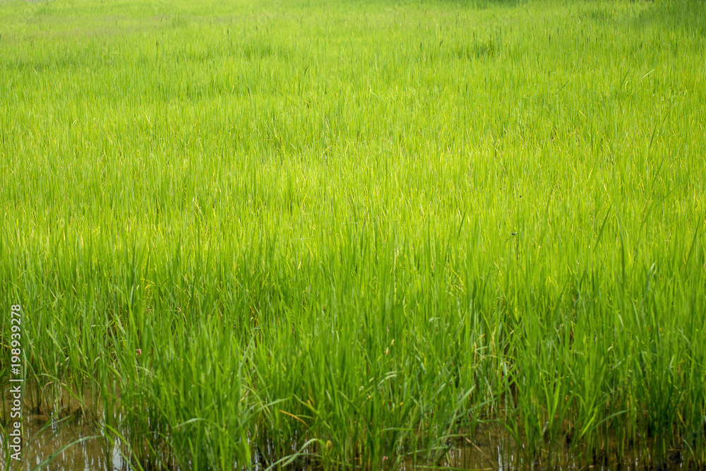 Beautiful abstract view of young paddy plants, View of paddy fields Beautiful abstract view of young paddy plants, View of paddy fields