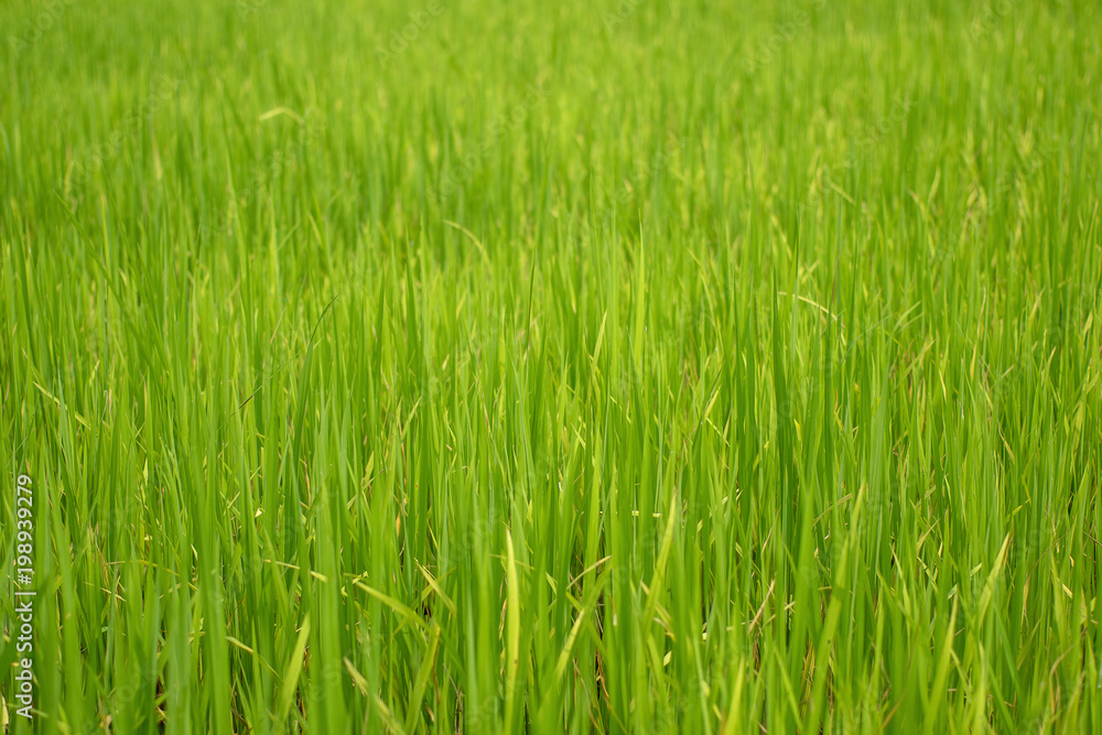 Beautiful abstract view of young paddy plants, View of paddy fields Beautiful abstract view of young paddy plants, View of paddy fields