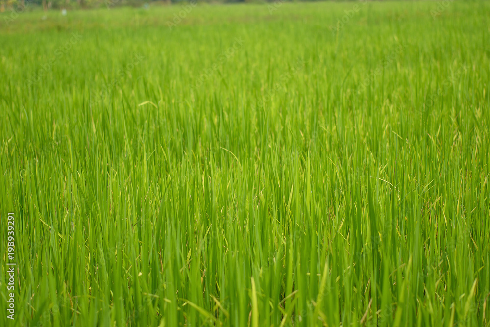 Beautiful abstract view of young paddy plants, View of paddy fields