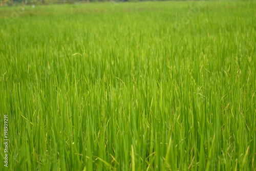 Beautiful abstract view of young paddy plants, View of paddy fields
