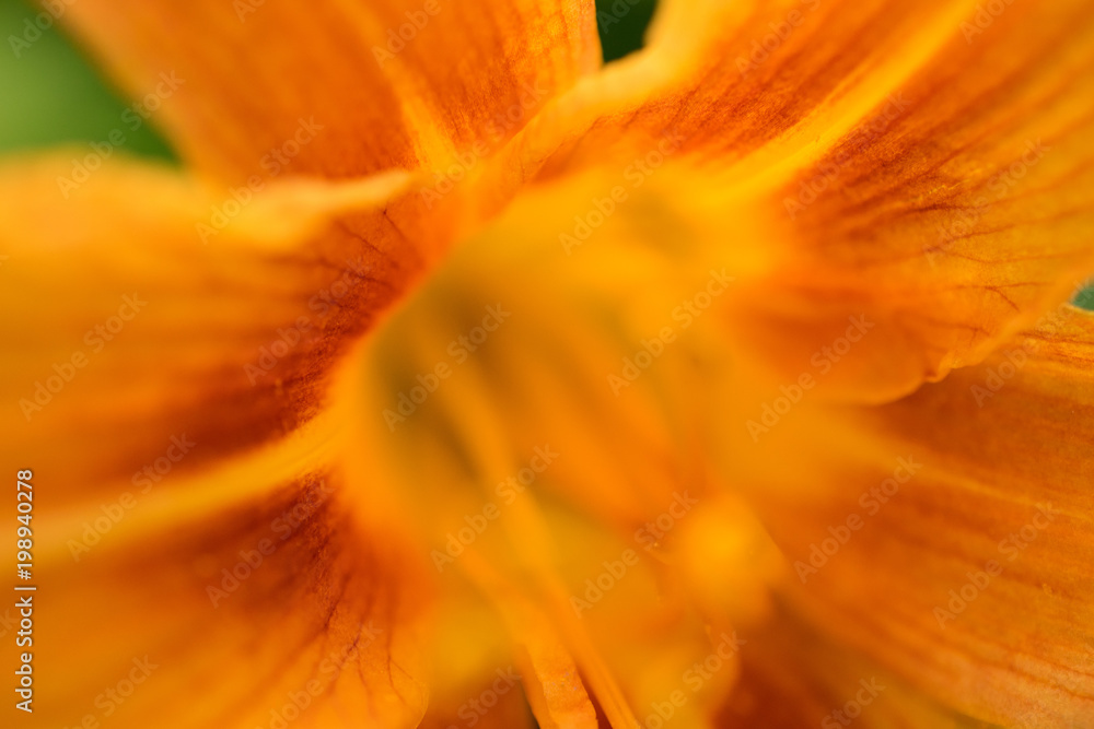 Lovely orange lilies