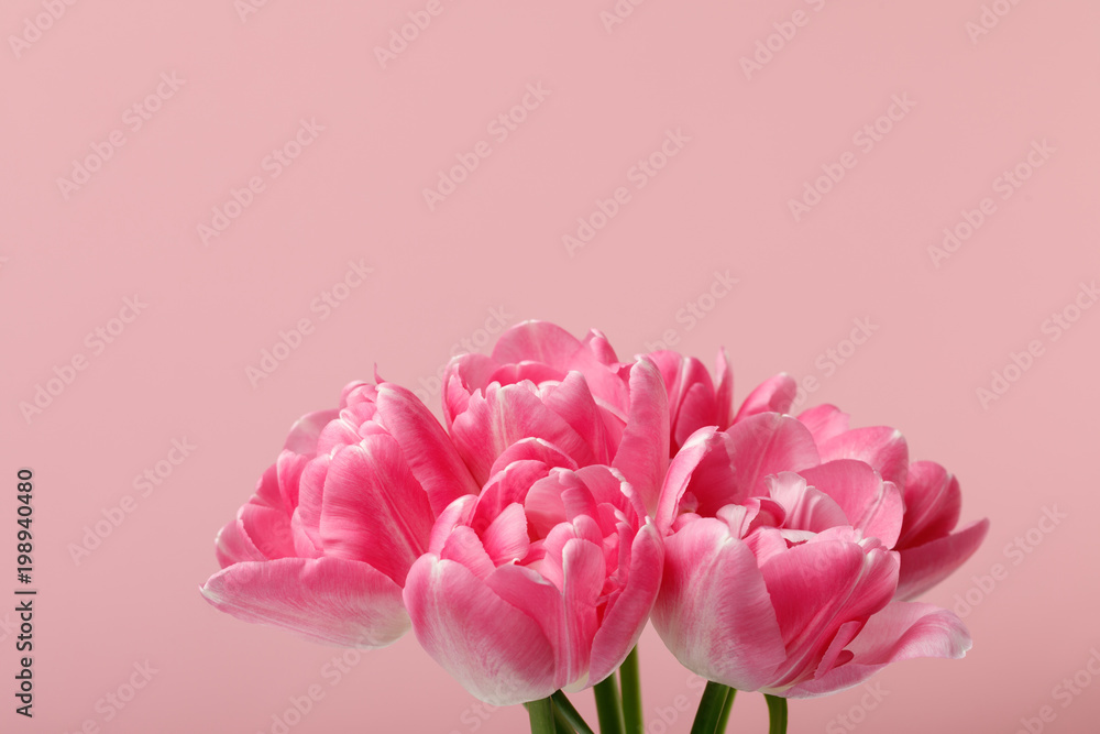 Bouquet of spring tulips isolated on pink background Bouquet of spring tulips isolated on pink background