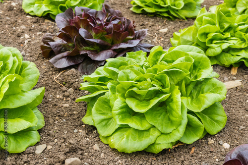 closeup of green and purple loose leaf lettuce growing in vegetable garden