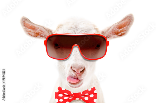 Portrait of funny white goat in a sunglasses and bow tie, showing the tongue, isolated on white background