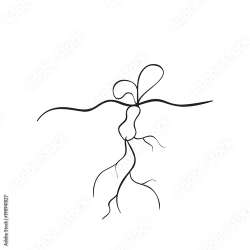 Vector sketch illustration of an object of nature. Outline hand drawing plant