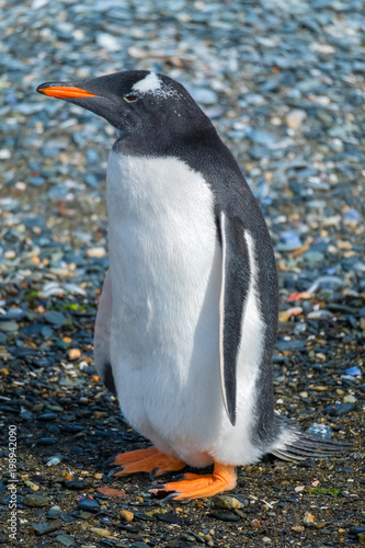 Gentoo penguin (Pygoscelis papua) stands on the ground close up view. Tierra del Fuego, Argentina