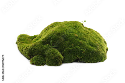 Green moss isolated on white background 