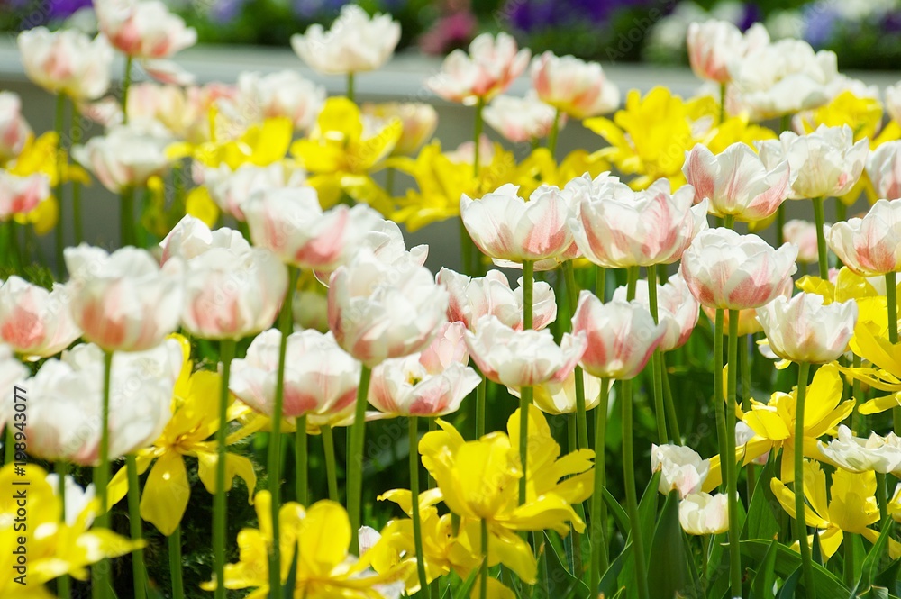 Fototapeta premium Flowering plant in nature. Tulip flowers white with pink.
