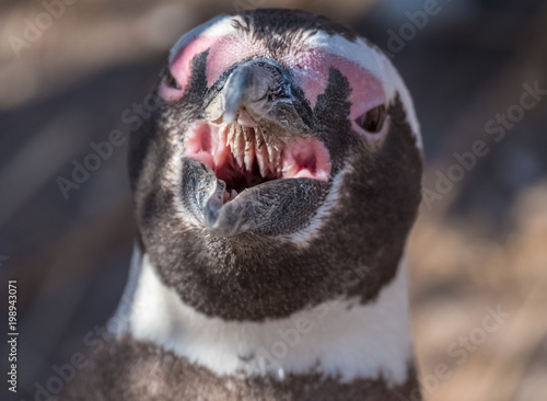 Magellanic penguin (Spheniscus magellanicus) with open mouth photo