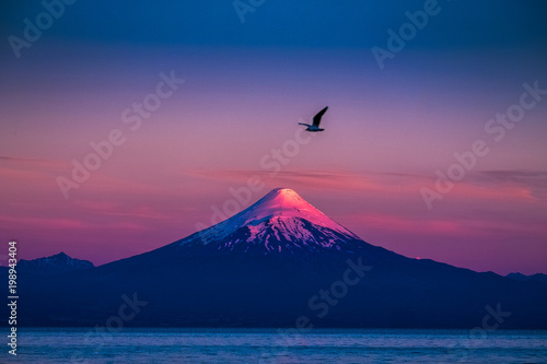 Bird flies in the air with volcano of Osorno in sunset light on the background. Chile