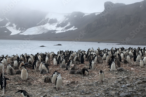 Livingston Island Antarctica, chinstrap penguin colony with misty mountain in background
