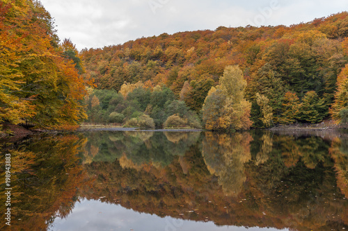 autumn forest by the lake photo