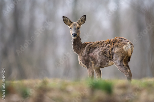 Rehwild im Wechsel zur Sommerdecke
