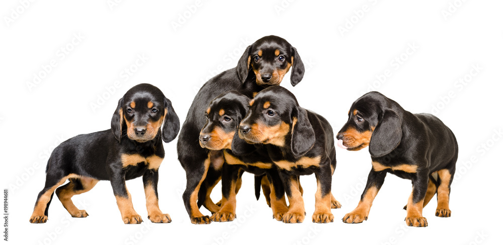 Five cute puppy  Slovakian Hund together, isolated on white background